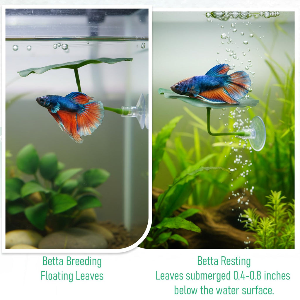 Betta Fish Leaf Hammock Suction Cup Aquarium Decor V738