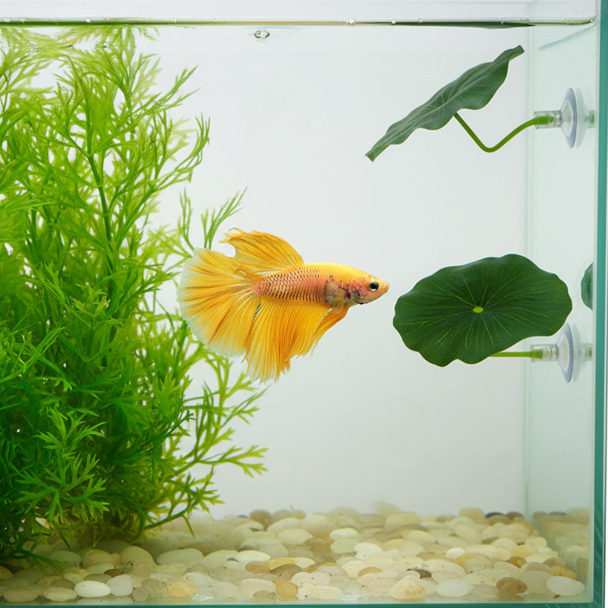 Betta Fish Leaf Hammock Suction Cup Aquarium Decor V738