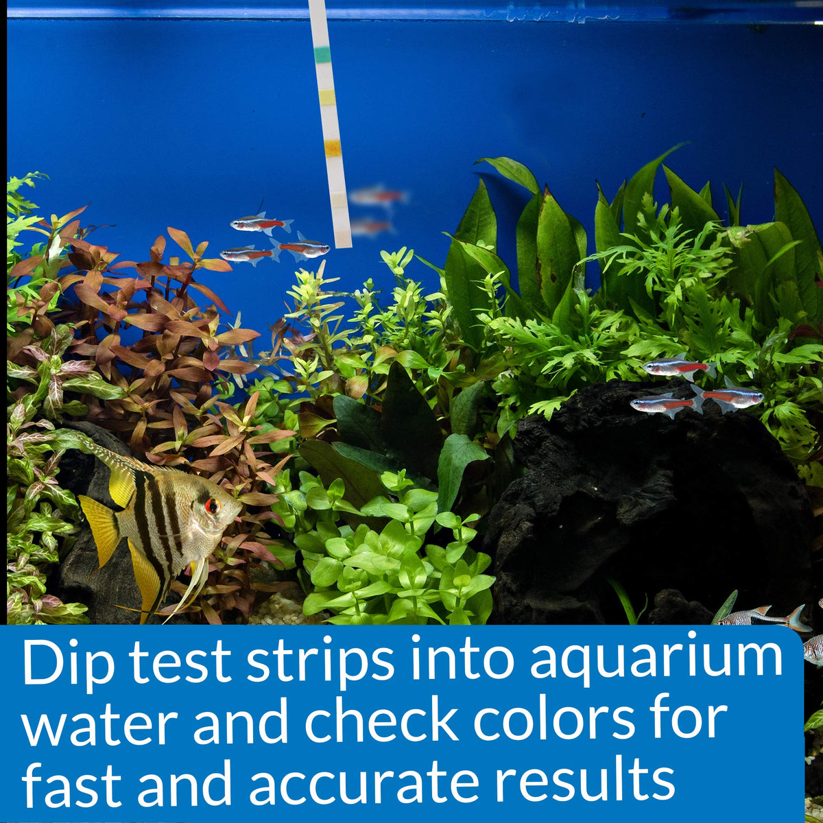5-in-1 Aquarium Test Strips 4-Count T38721